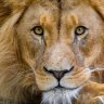 Lionz King